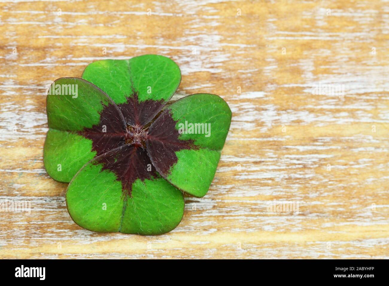 Four-leaf clover on wooden surface with copy space Stock Photo