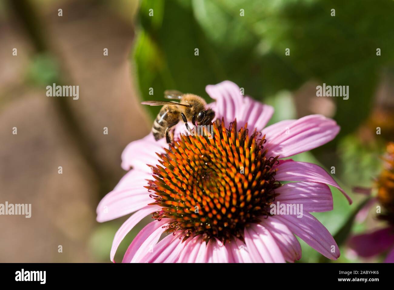 A worker bee feeding on an Echinacea flower head Stock Photo