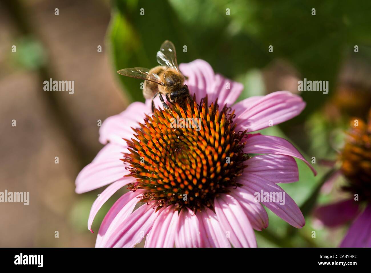 A worker bee feeding on an Echinacea flower head Stock Photo