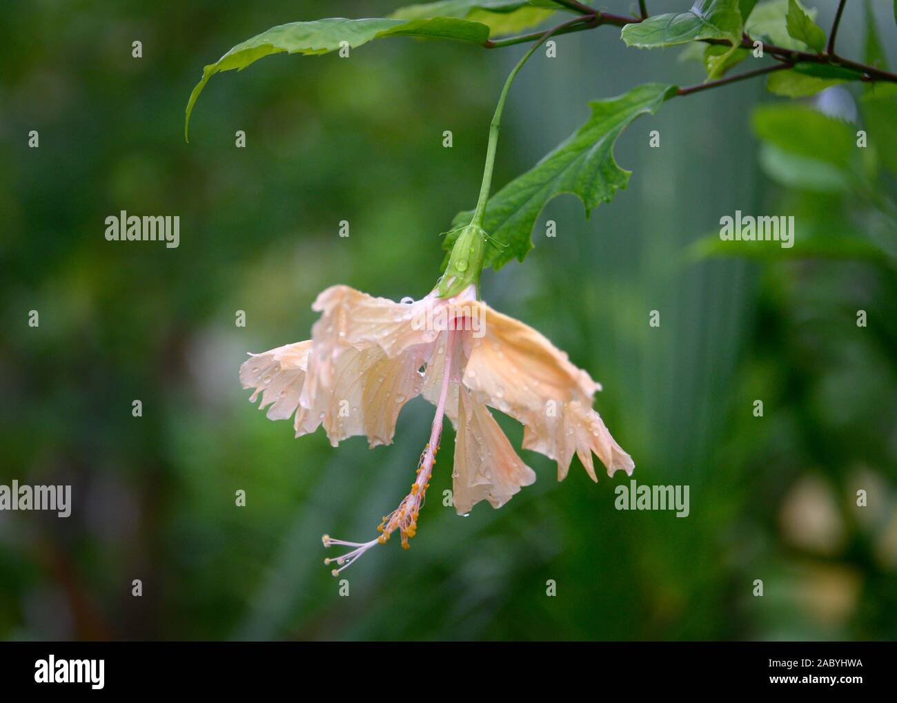 Hibiscus flower, Maldives Stock Photo Alamy