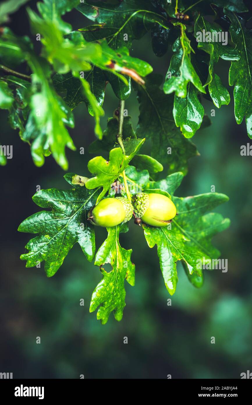 Green oak leaves and acorns Stock Photo