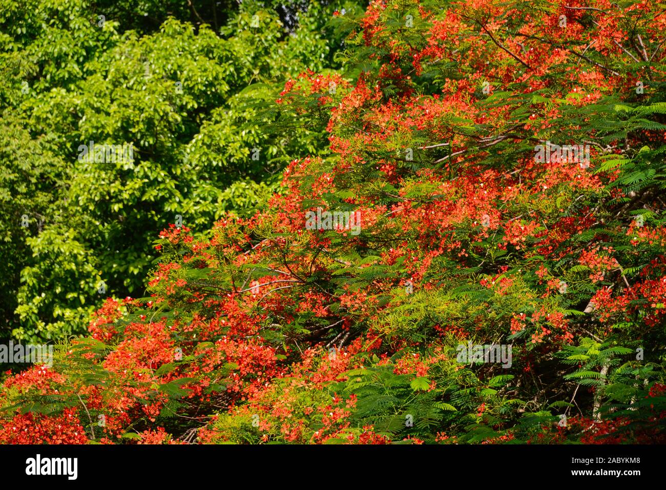 Blüten, Flammenbaum (Delonix regia), Mexiko Stock Photo