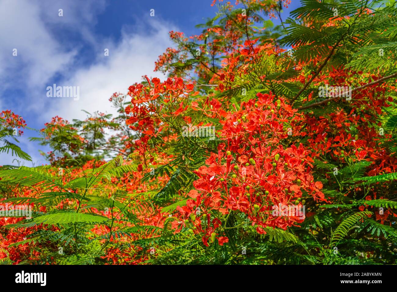 Blüten, Flammenbaum (Delonix regia), Mexiko Stock Photo