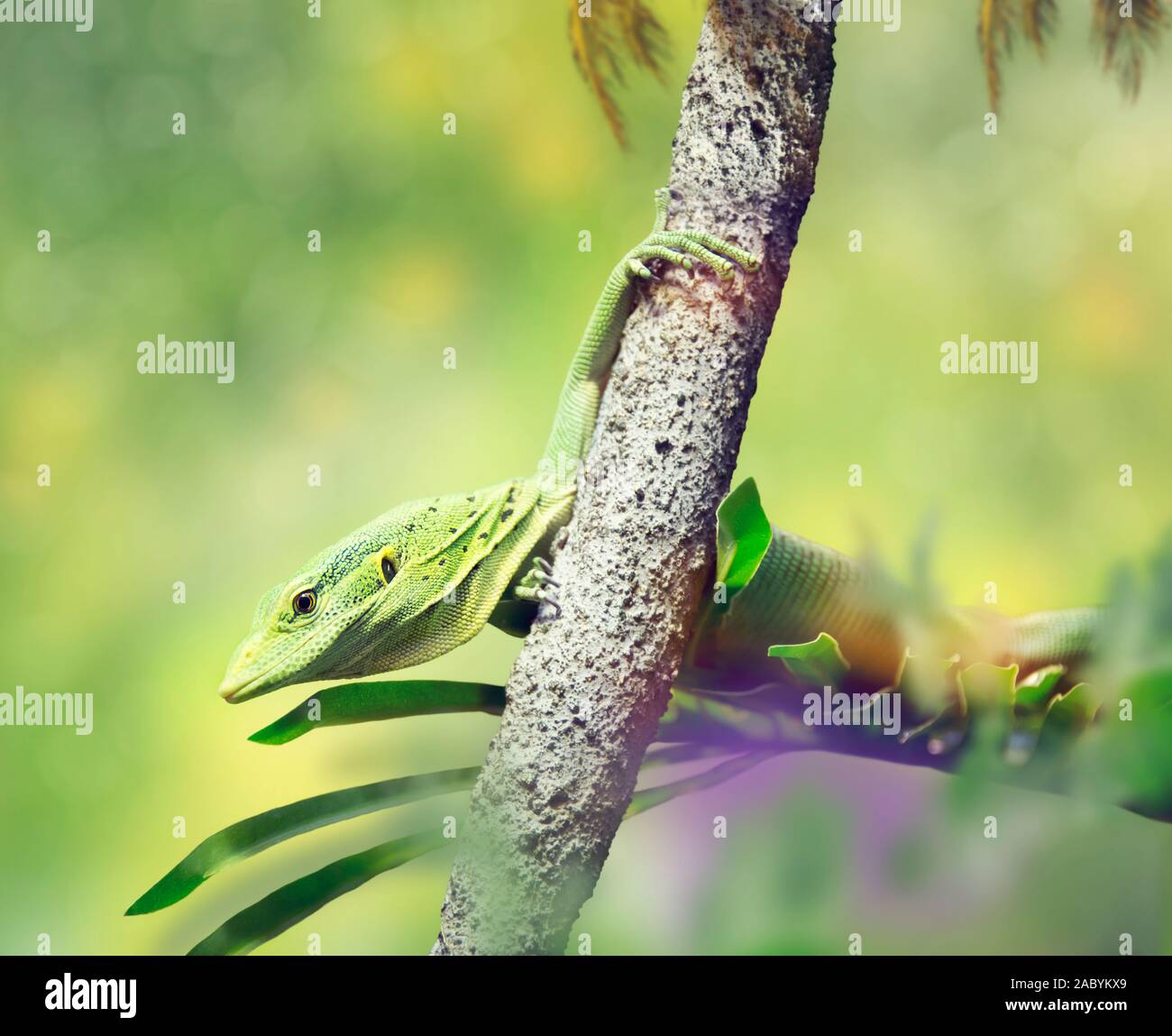 Emerald tree monitor or green tree monitor lizard Stock Photo Alamy