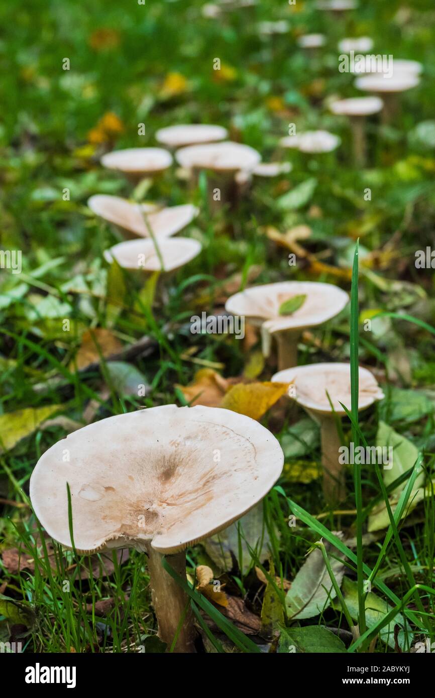 Mushrooms in part of a fairy ring growing in grass Stock Photo