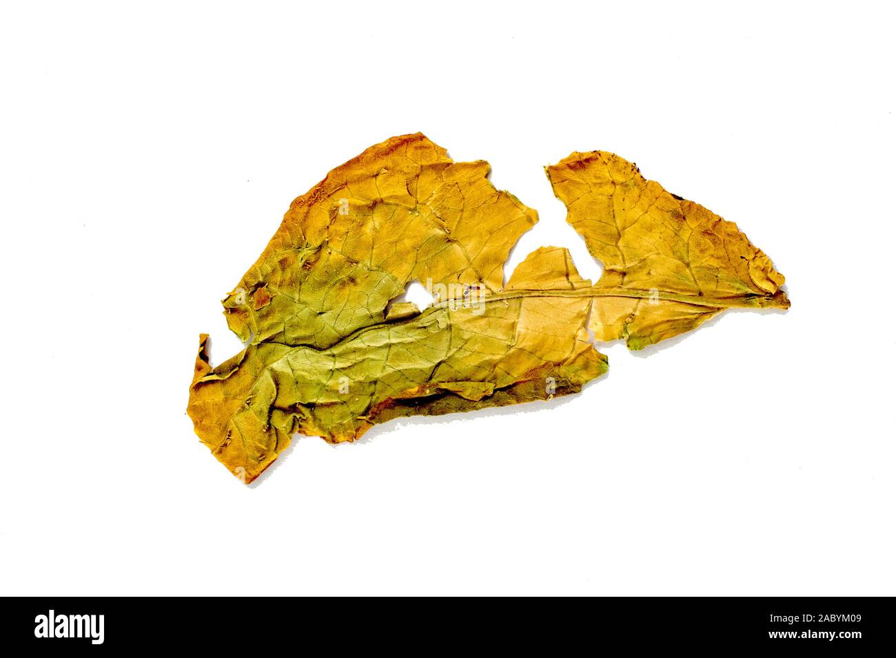 top leaf tobacco Leaf: Grades and usage Grabba Leaf -Whole Leafs -