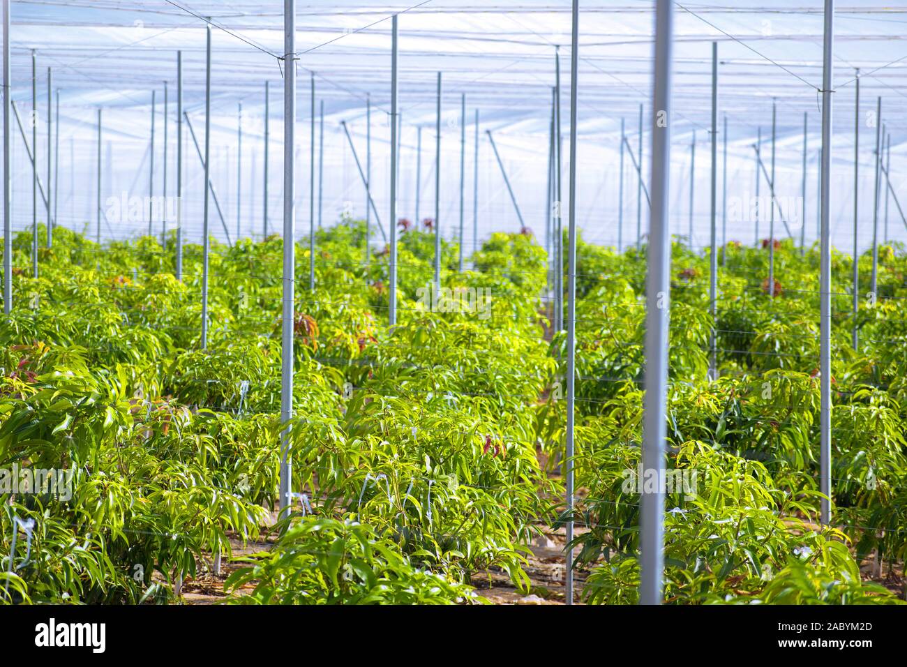 Little mango trees growing inside a green house in Spain. Tropical