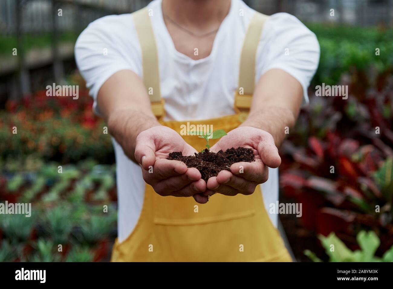 Mens hands hold little hi-res stock photography and images - Alamy
