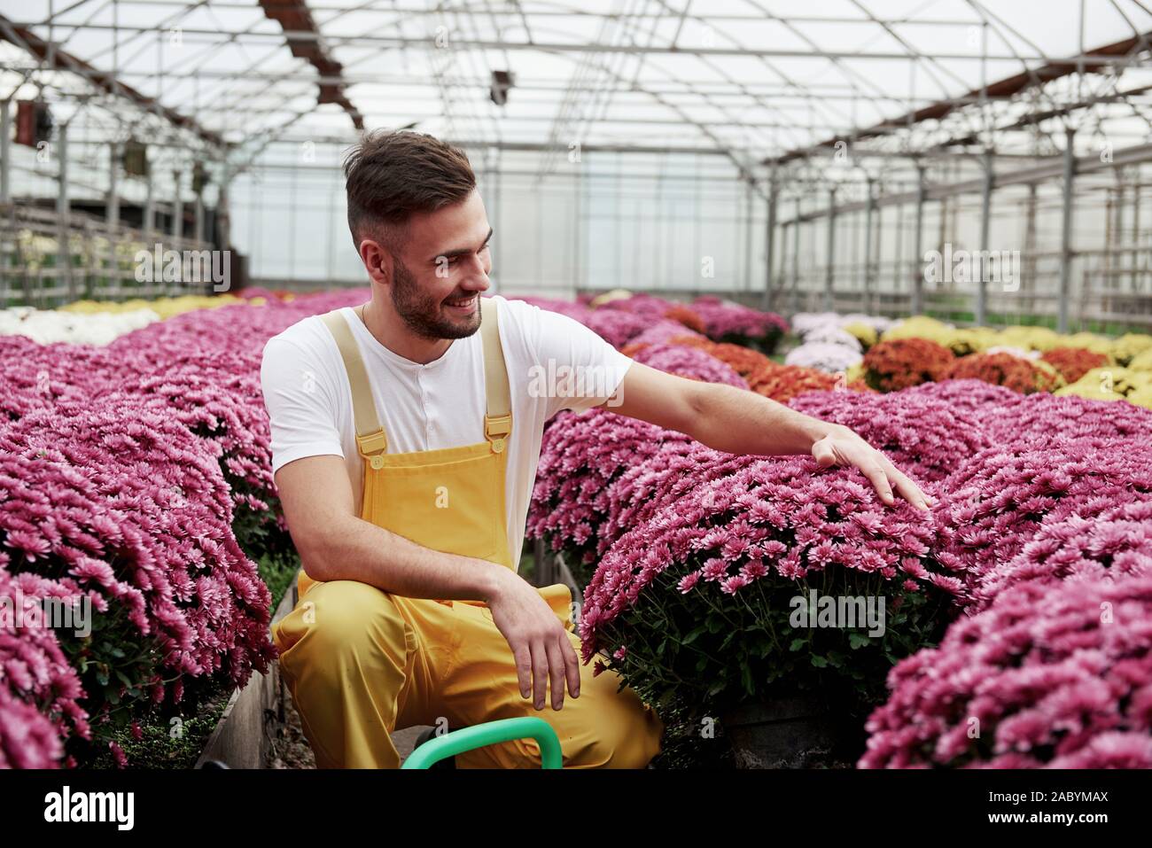 Touching the petals. Photo of beautiful young guy in the greenhouse taking care of pink colored flowers Stock Photo