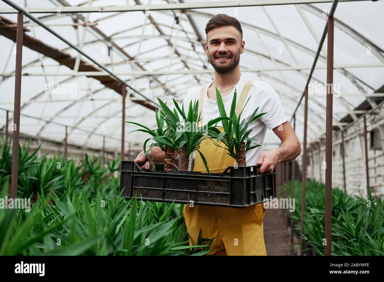 Attractive young bearded guy holds the box with three dracenas in vases Stock Photo