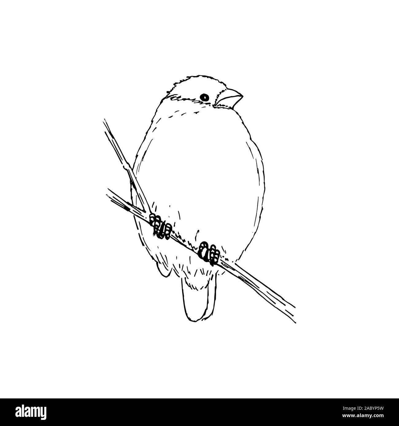 Bullfinch winter bird. Black outline on white background. Picture can be used in greeting cards, posters, flyers, banners, logo, further design etc. Vector illustration. EPS10 Stock Vector