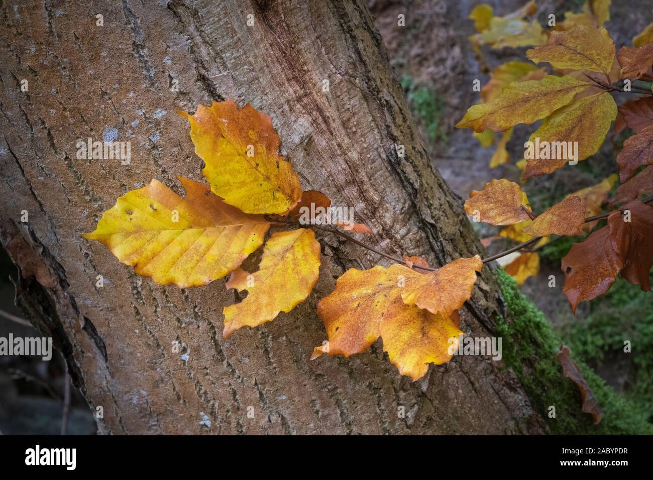 Beech leaves Fagus sylvatica in autumn woodland Stock Photo