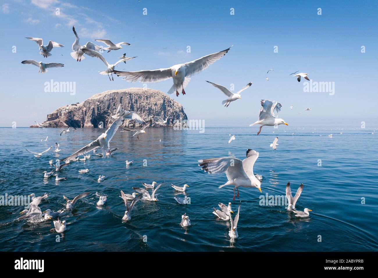 Seabirds flying and in the sea near Bass Rock on the Scottish coast Stock Photo
