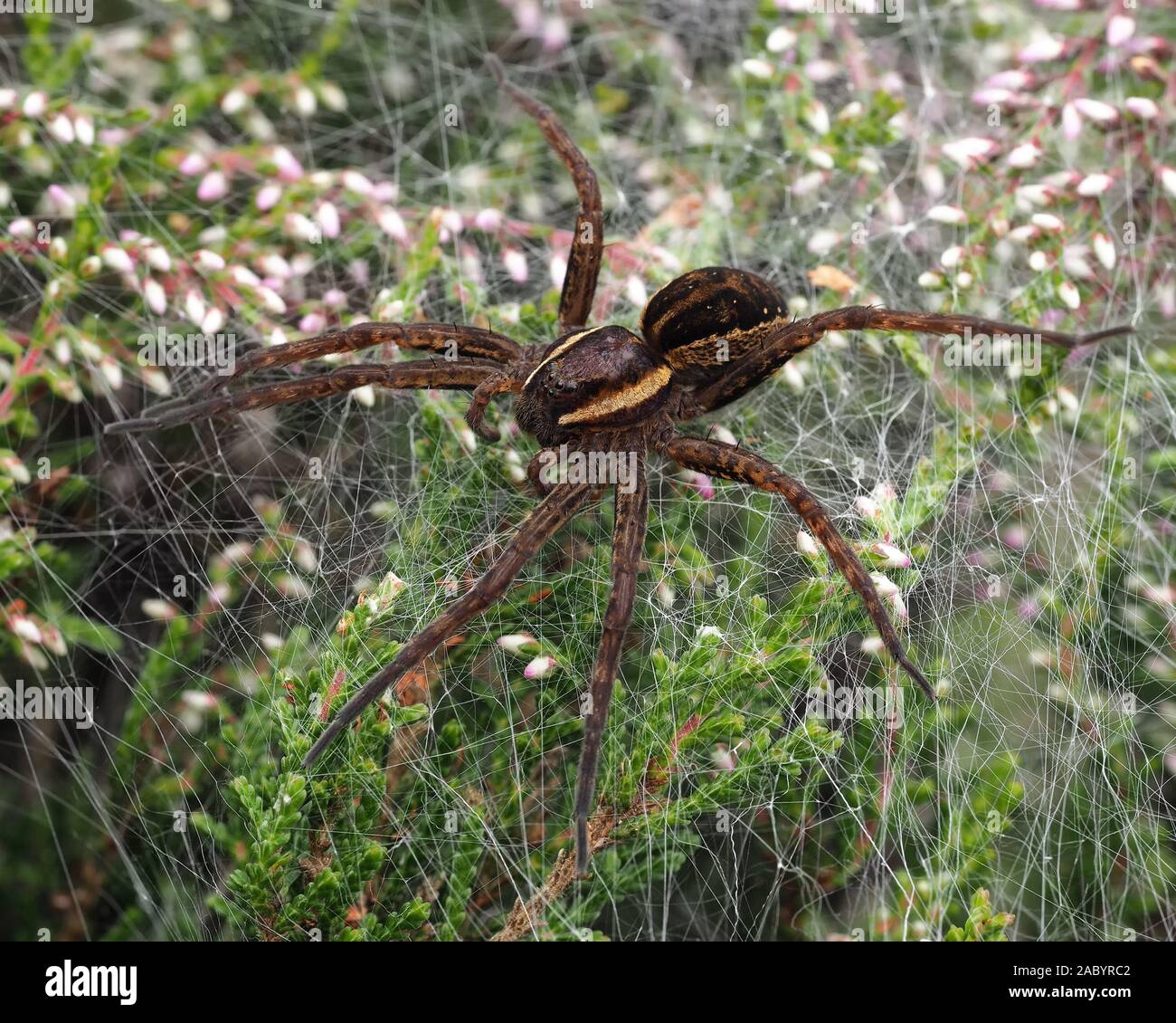 Raft spider (Dolomedes fimbriatus) sitting on top of heather. Cappamurra Bog, Tipperary, Ireland Stock Photo