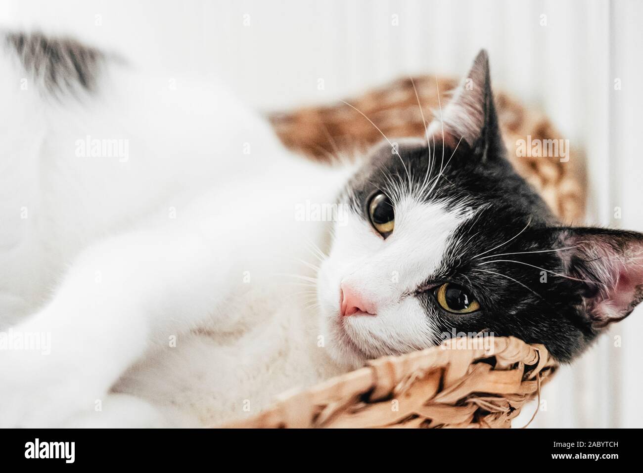 Cute Cat Portrait At Home Stock Photo - Alamy