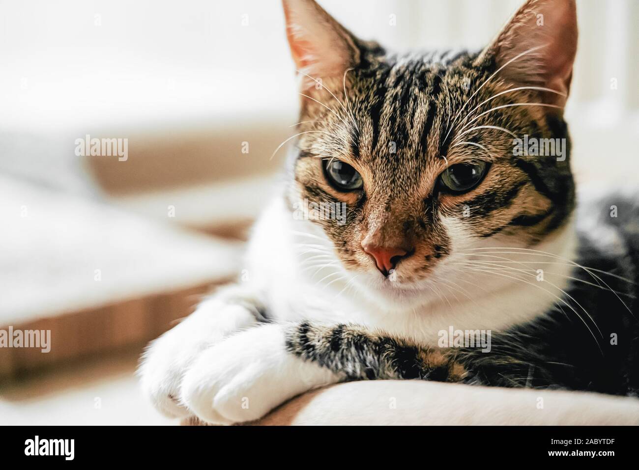 Cute Cat Portrait At Home Stock Photo - Alamy