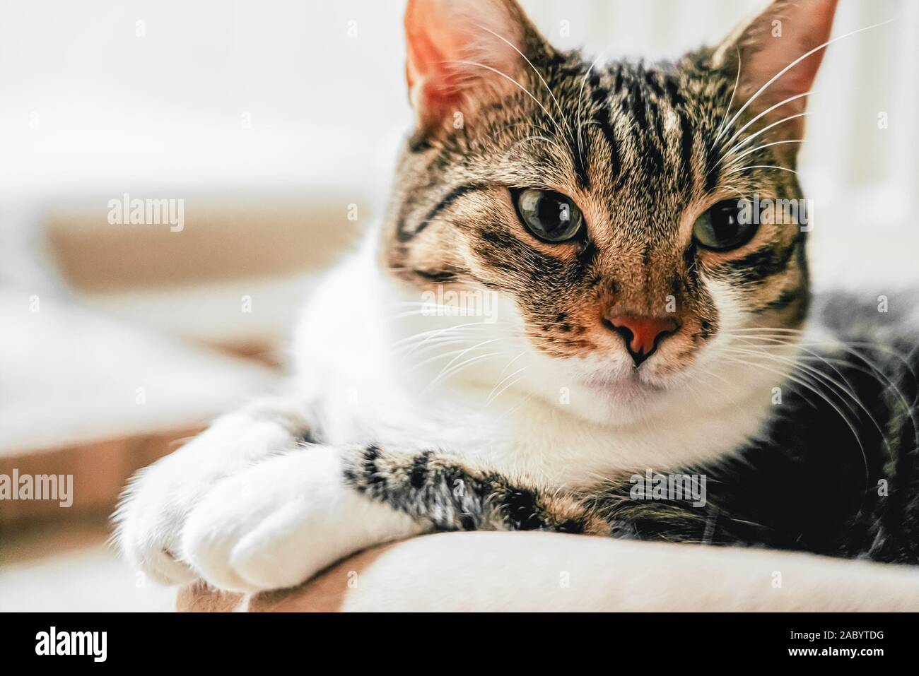 Cute Cat Portrait At Home Stock Photo - Alamy