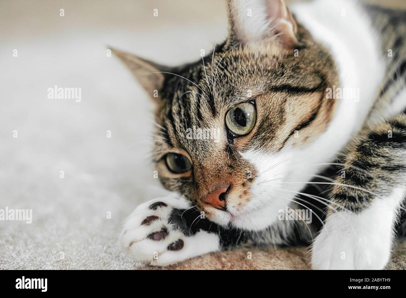 Cute Cat Portrait At Home Stock Photo - Alamy