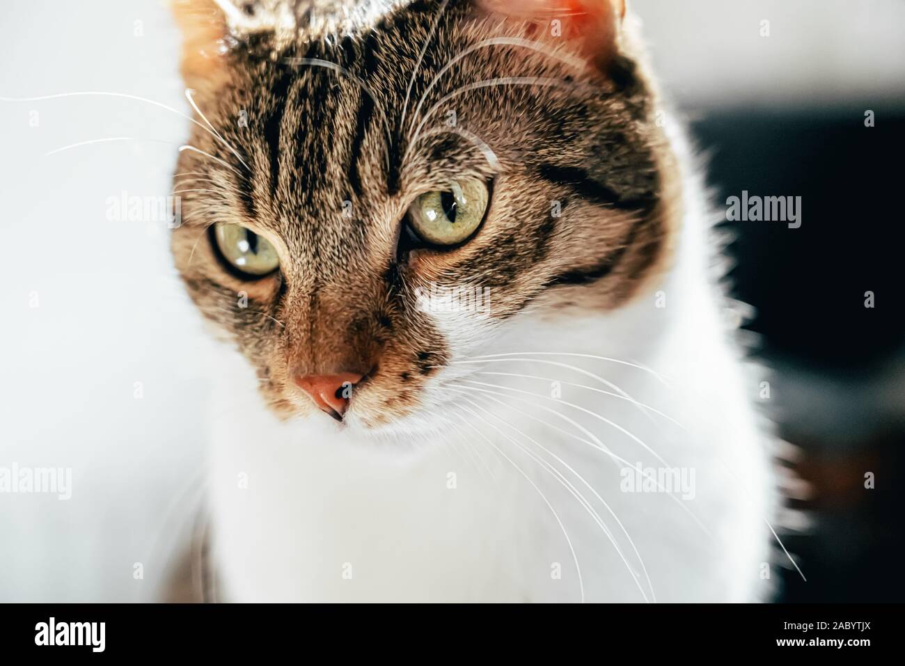 Cute Cat Portrait At Home Stock Photo - Alamy