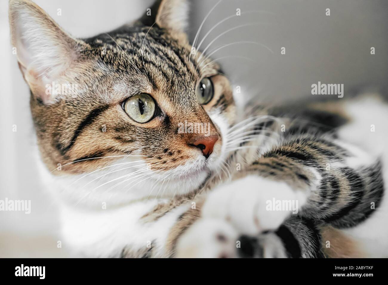 Cute Cat Portrait At Home Stock Photo - Alamy