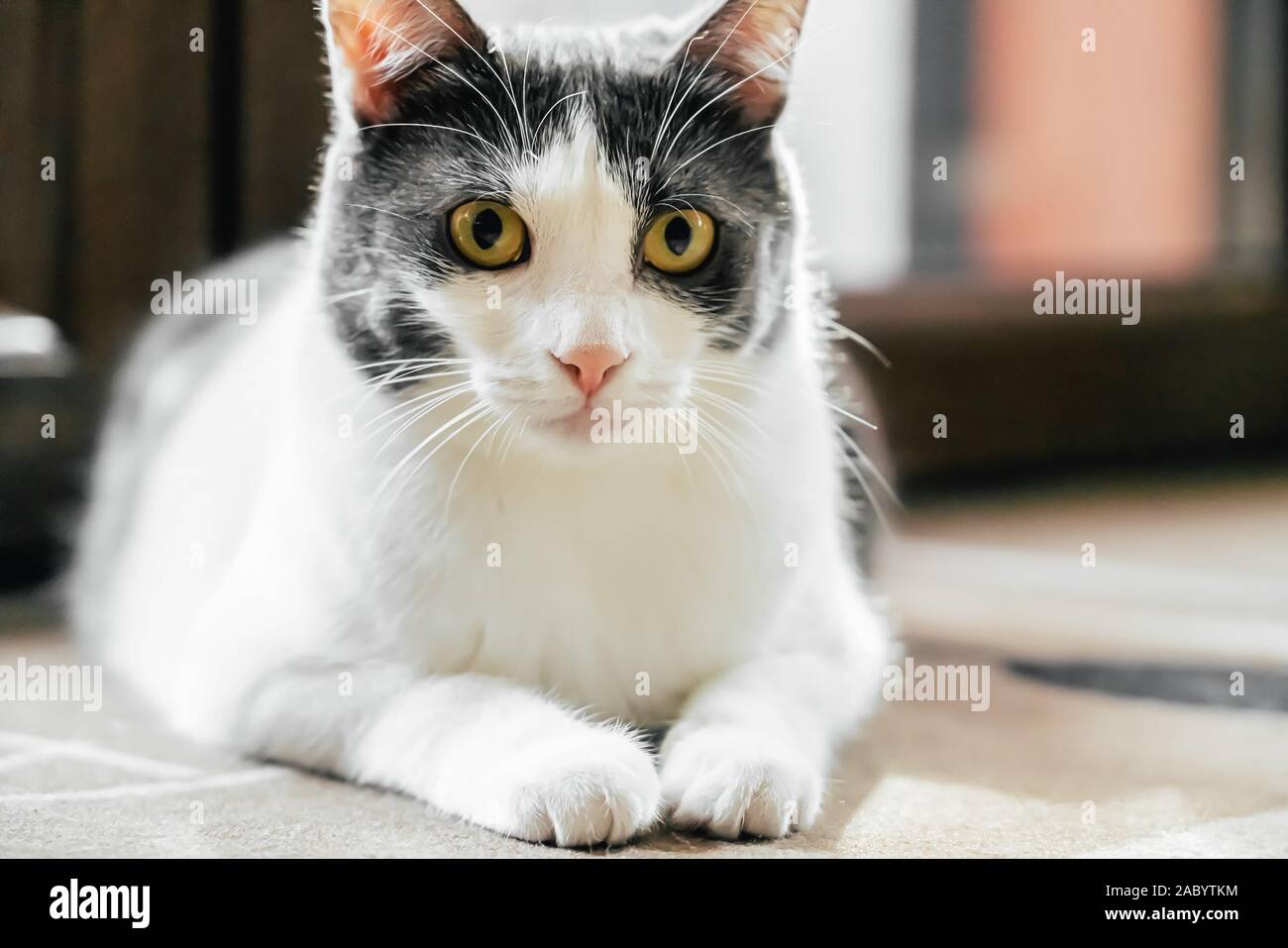 Cute Cat Portrait At Home Stock Photo - Alamy