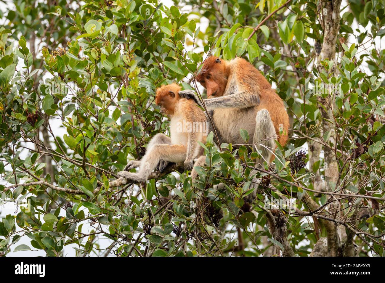 Wild Proboscis monkey mother grooming her young in trees in Tanjung Puting National Park, Kalimantan, Borneo Stock Photo