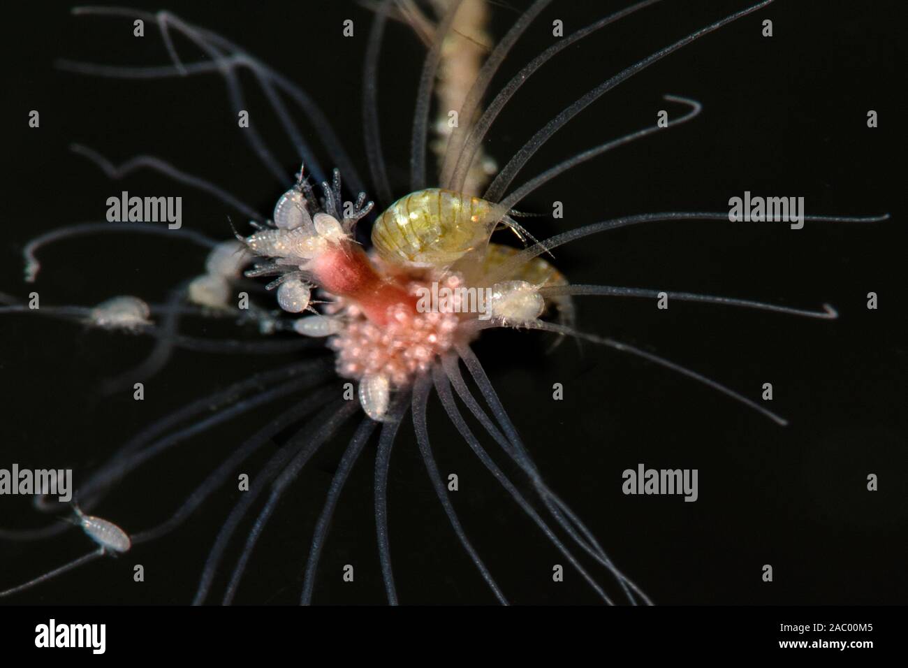 Stenothoids amphipods on a fairy palm hydroid. Underwater super macro