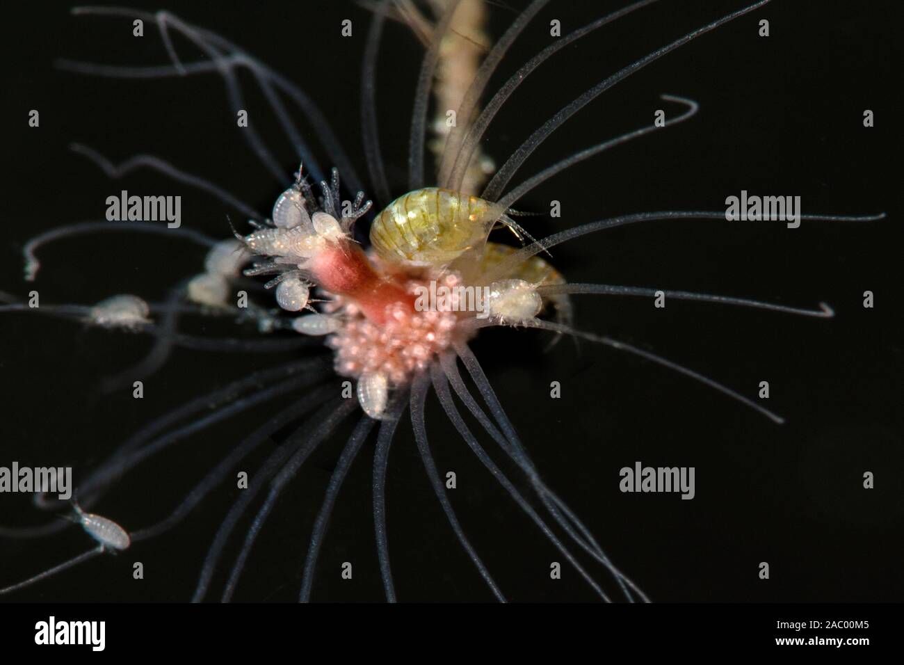 Stenothoids amphipods on a fairy palm hydroid. Underwater super macro photography  was taken in Anilao, Philippines Stock Photo