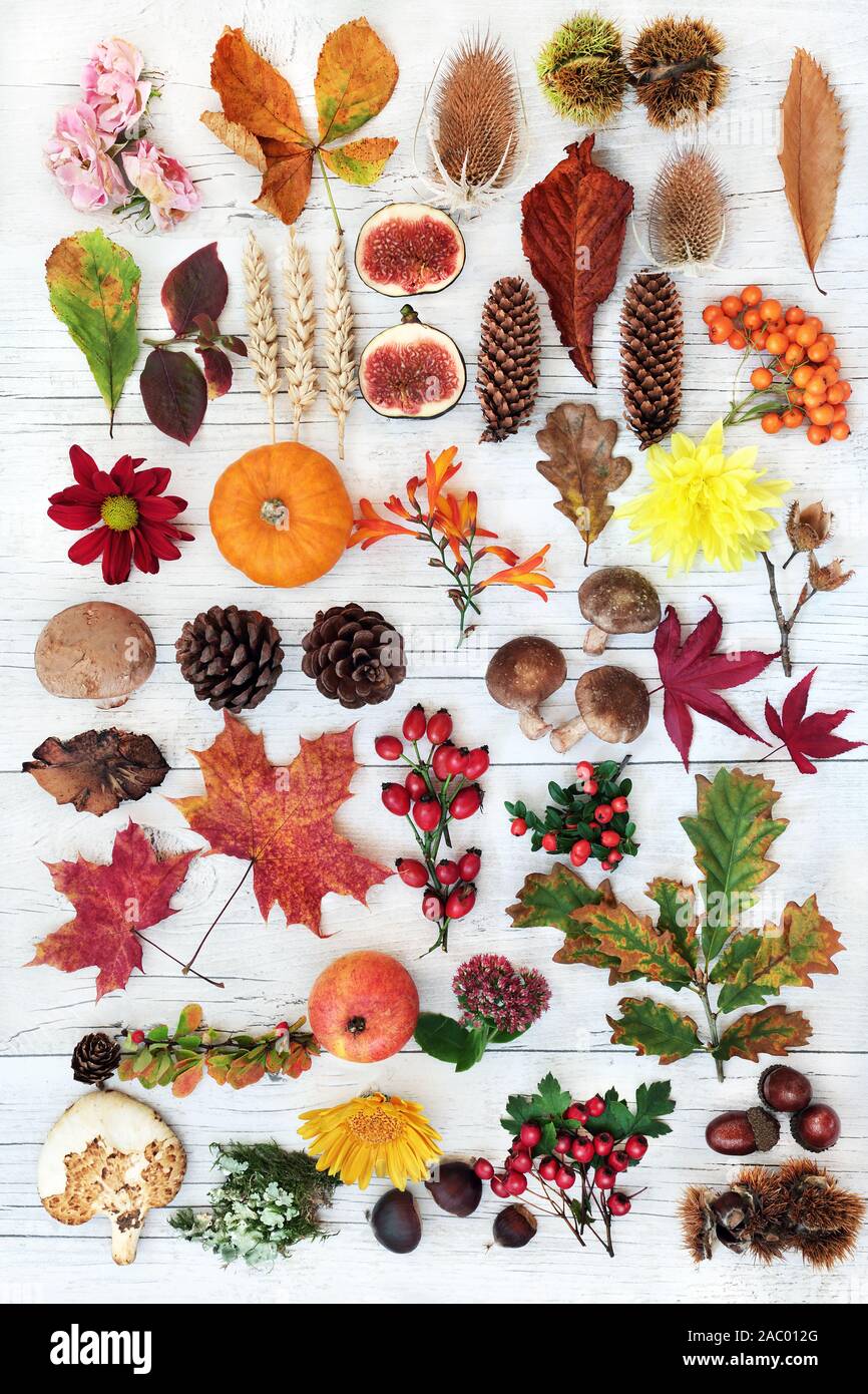 Autumn nature composition for botanical study with food, flora and fauna on rustic white wood background. Stock Photo