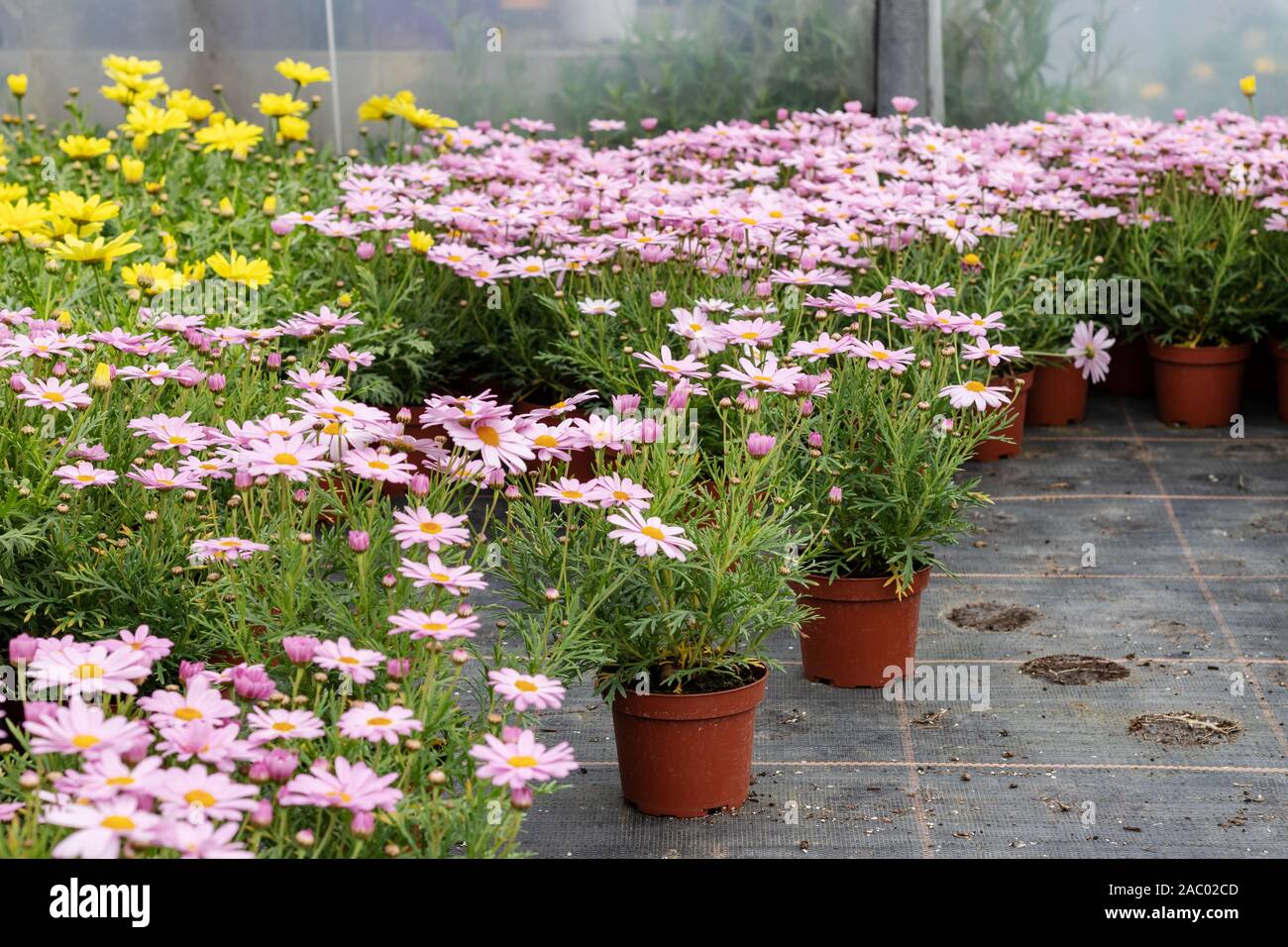 Potted daisies hires stock photography and images Alamy
