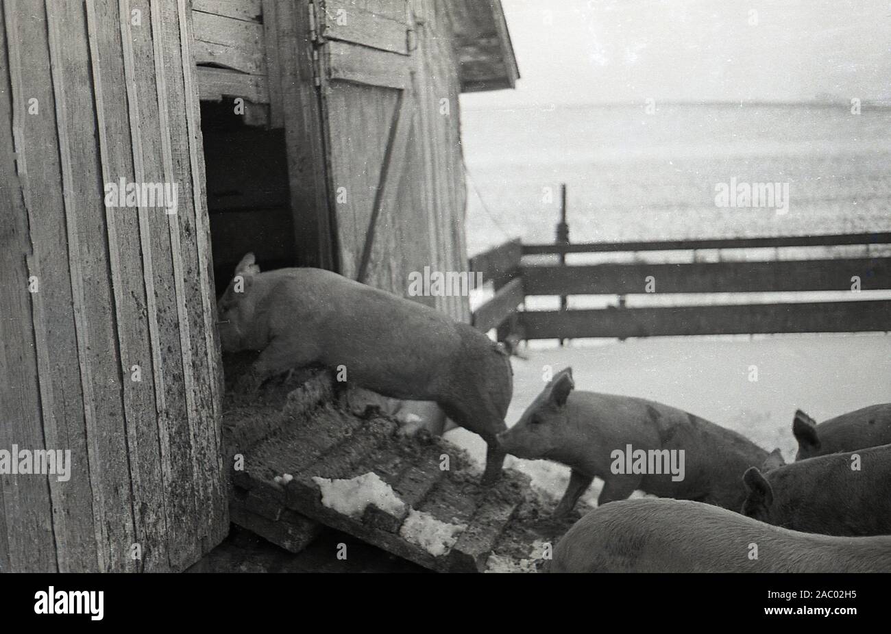 Livestock ramp farm hi-res stock photography and images - Alamy
