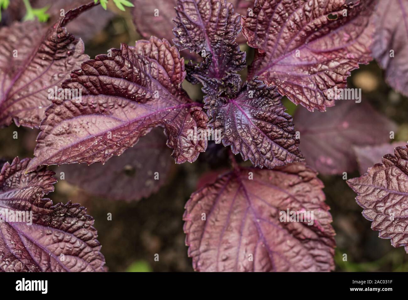 Violet basil in the garden Stock Photo Alamy