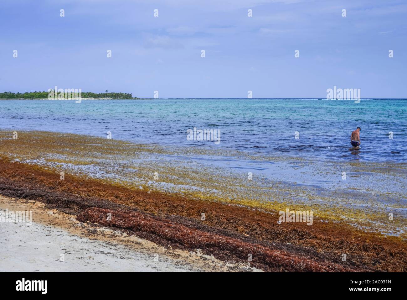 Braunalgen, Strand, Akumal, Quintana Roo, Mexiko Stock Photo