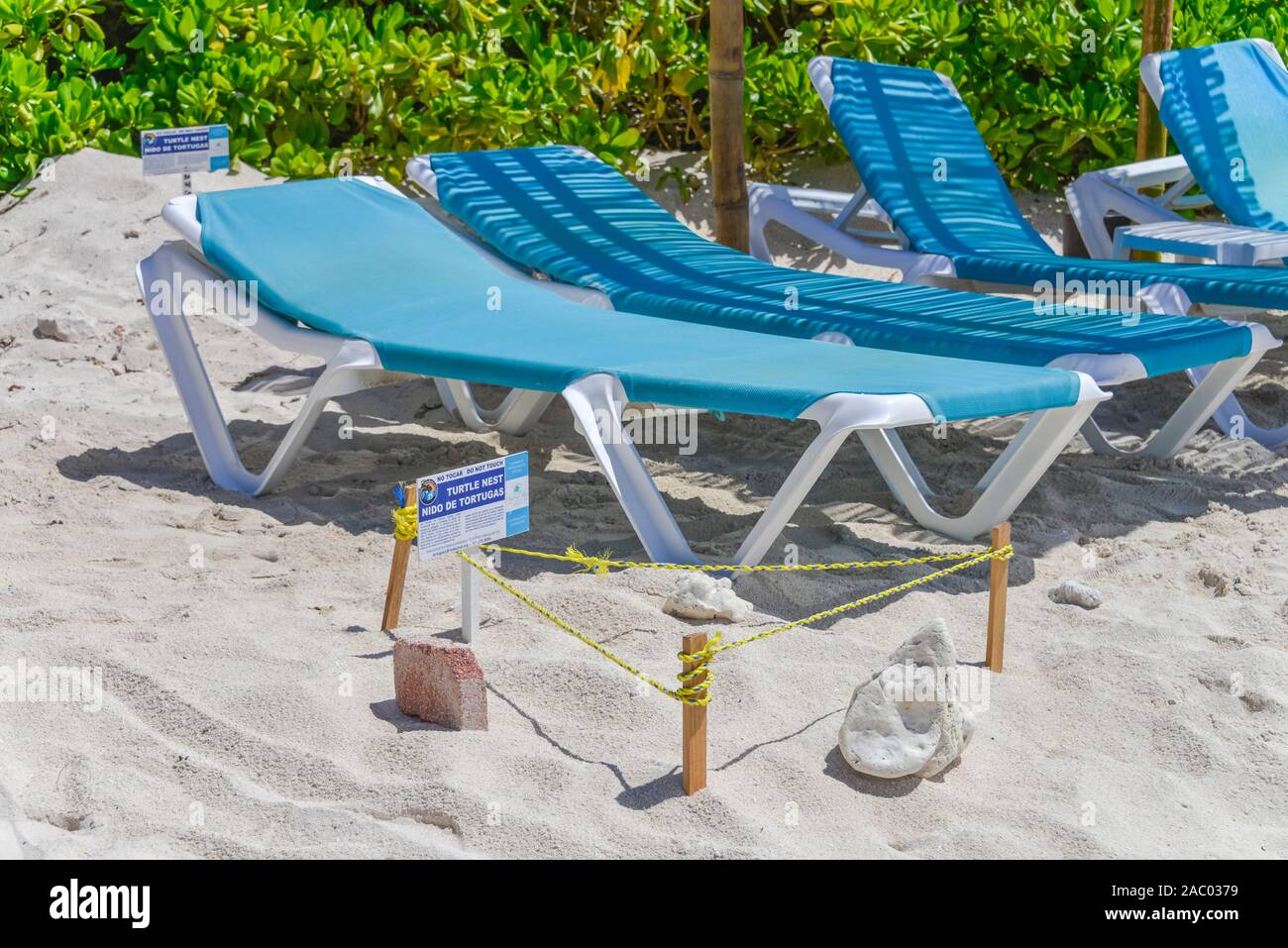 Schilder, Gelege Meeresschildkröten, Strand, Akumal, Quintana Roo, Mexiko Stock Photo