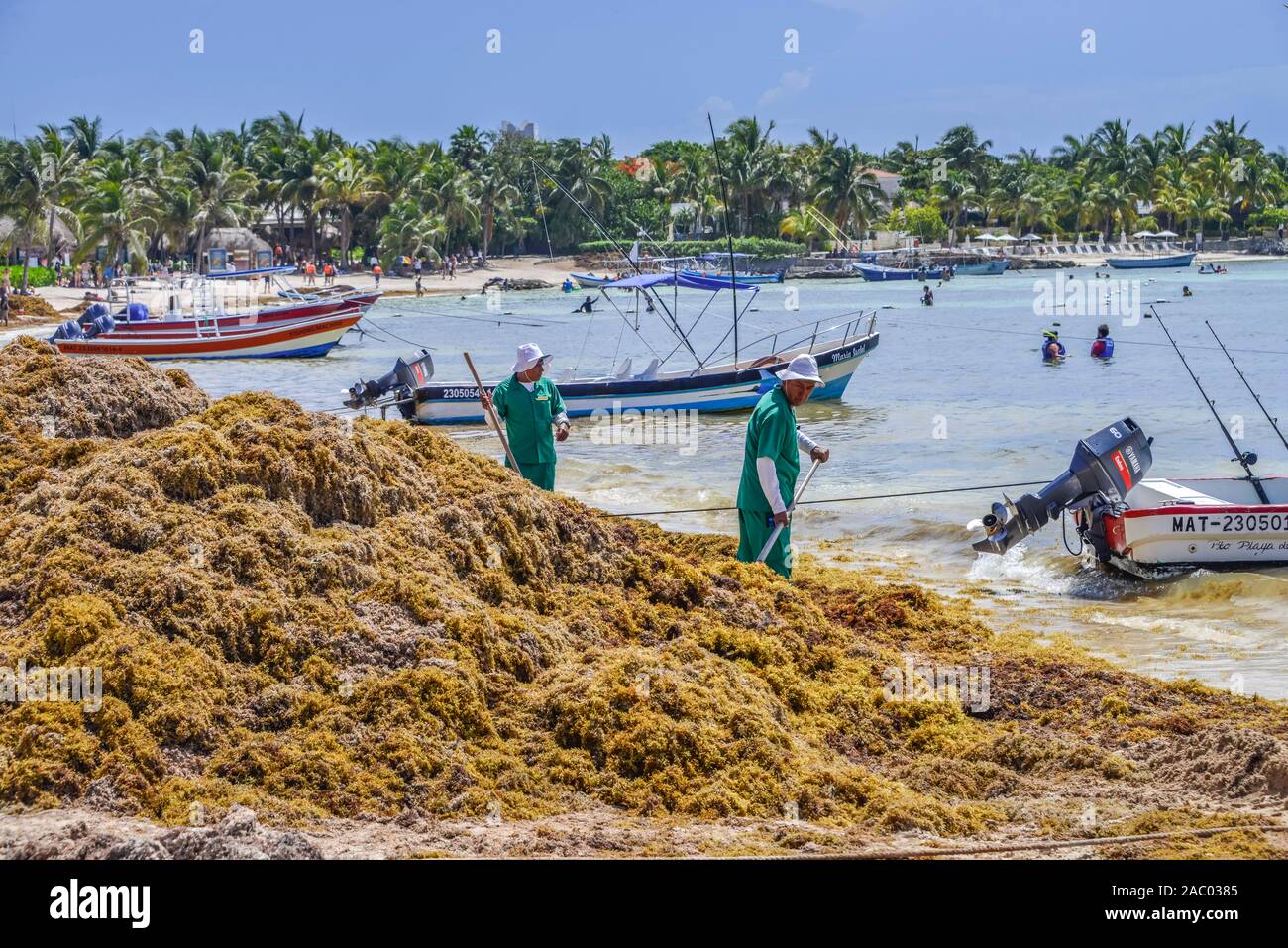 Beseitigung von Braunalgen, Strand, Akumal, Quintana Roo, Mexiko Stock Photo
