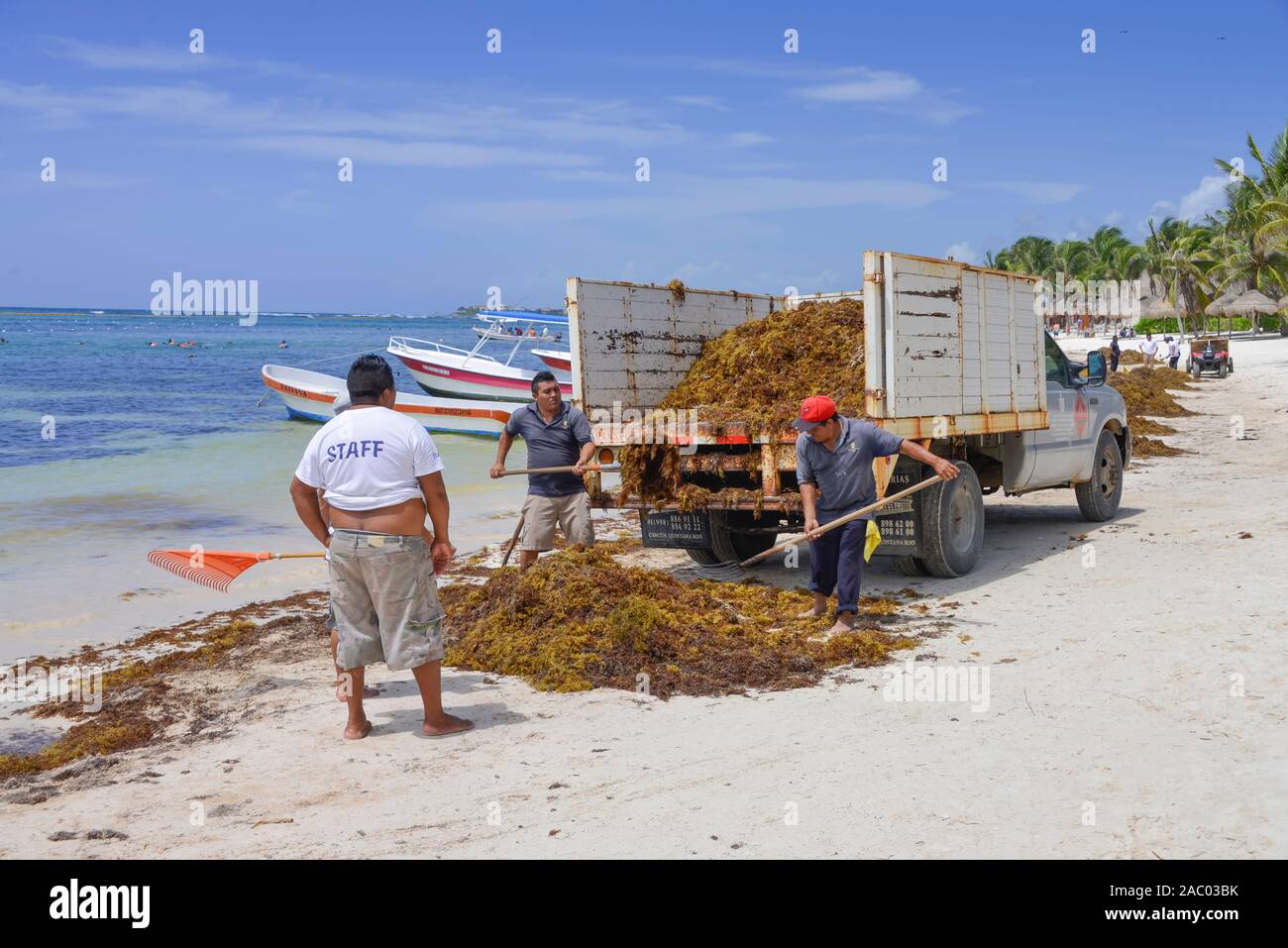 Beseitigung von Braunalgen, Strand, Akumal, Quintana Roo, Mexiko Stock Photo