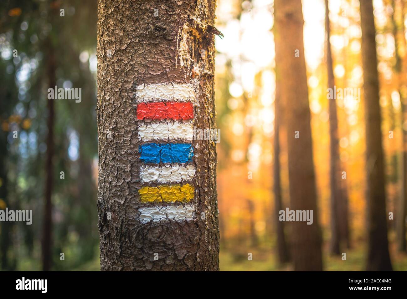 Marking the tourist route painted on the tree. Travel route sign ...