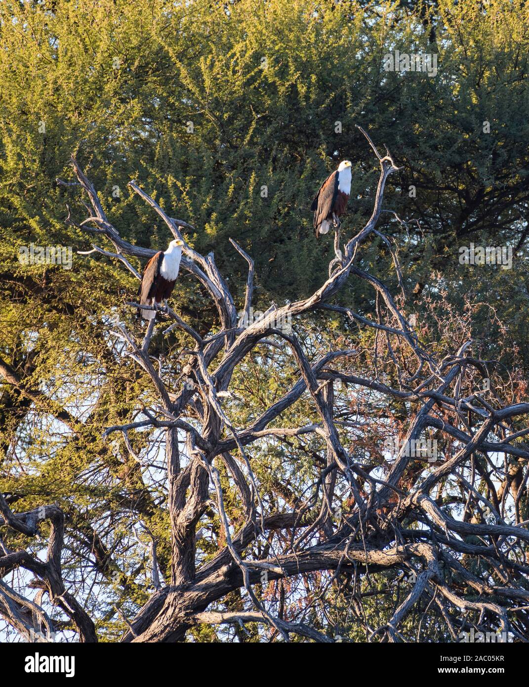 A pair of African fish Eagles, Haliaeetus vocifer, perched in a tree, Makgadikgadi Pans National Park, Kalahari, Botswana Stock Photo