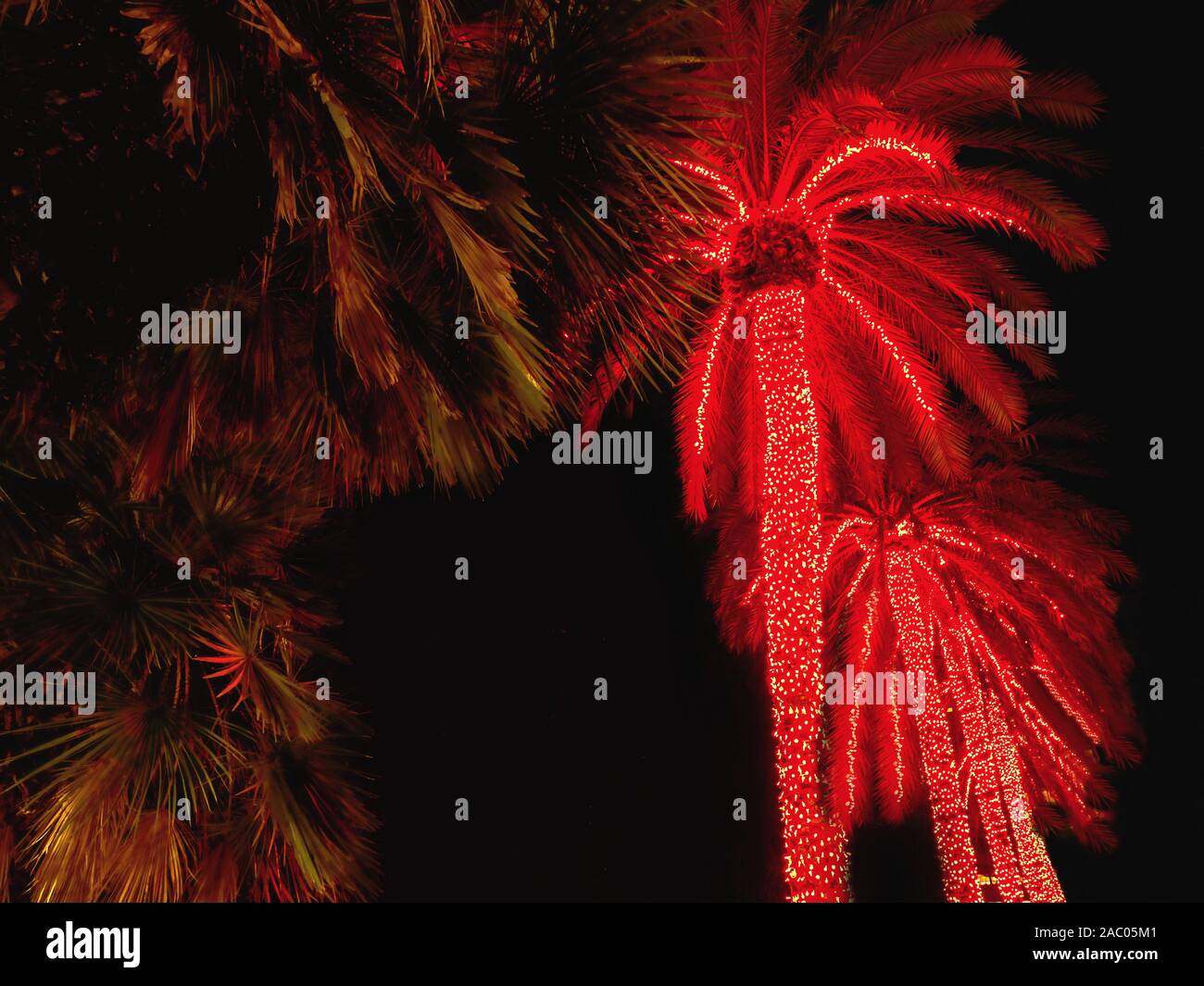 tall palm trees decorated with red lights as Christmas lights. In addition, the fresh green of evergreen plants in December on Tenerife (Canary Island Stock Photo