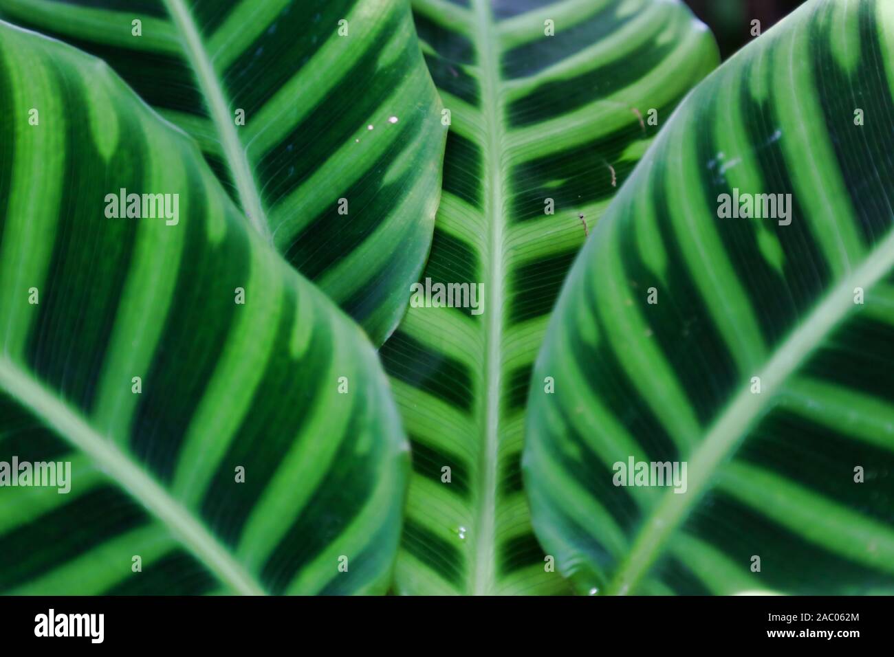 calathea zebrina plant close up of green jungle foliage Stock Photo