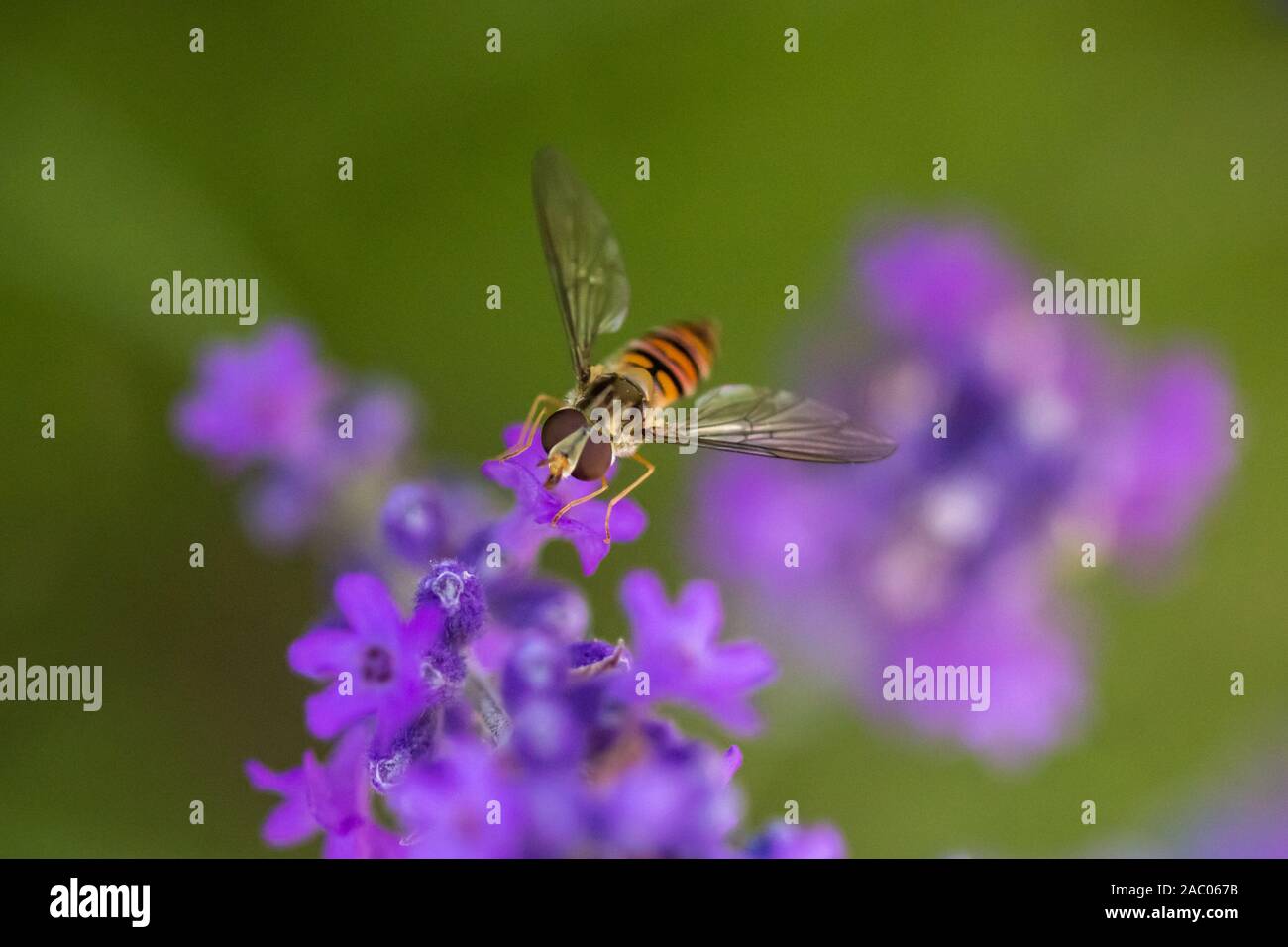 Floral pollination scene hi-res stock photography and images - Alamy