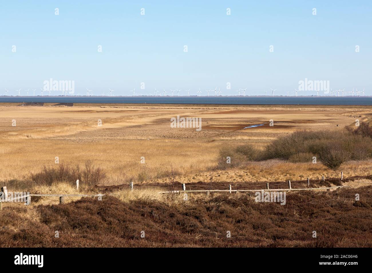 Salzwiesen am Watt, Morsum, Sylt Stock Photo - Alamy