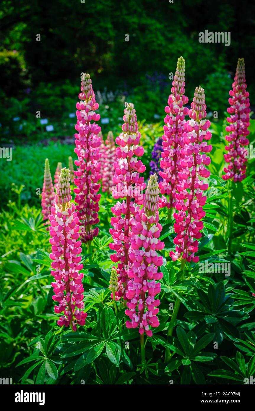 Lupine with pink purple flowers. Bunch of lupines summer flower