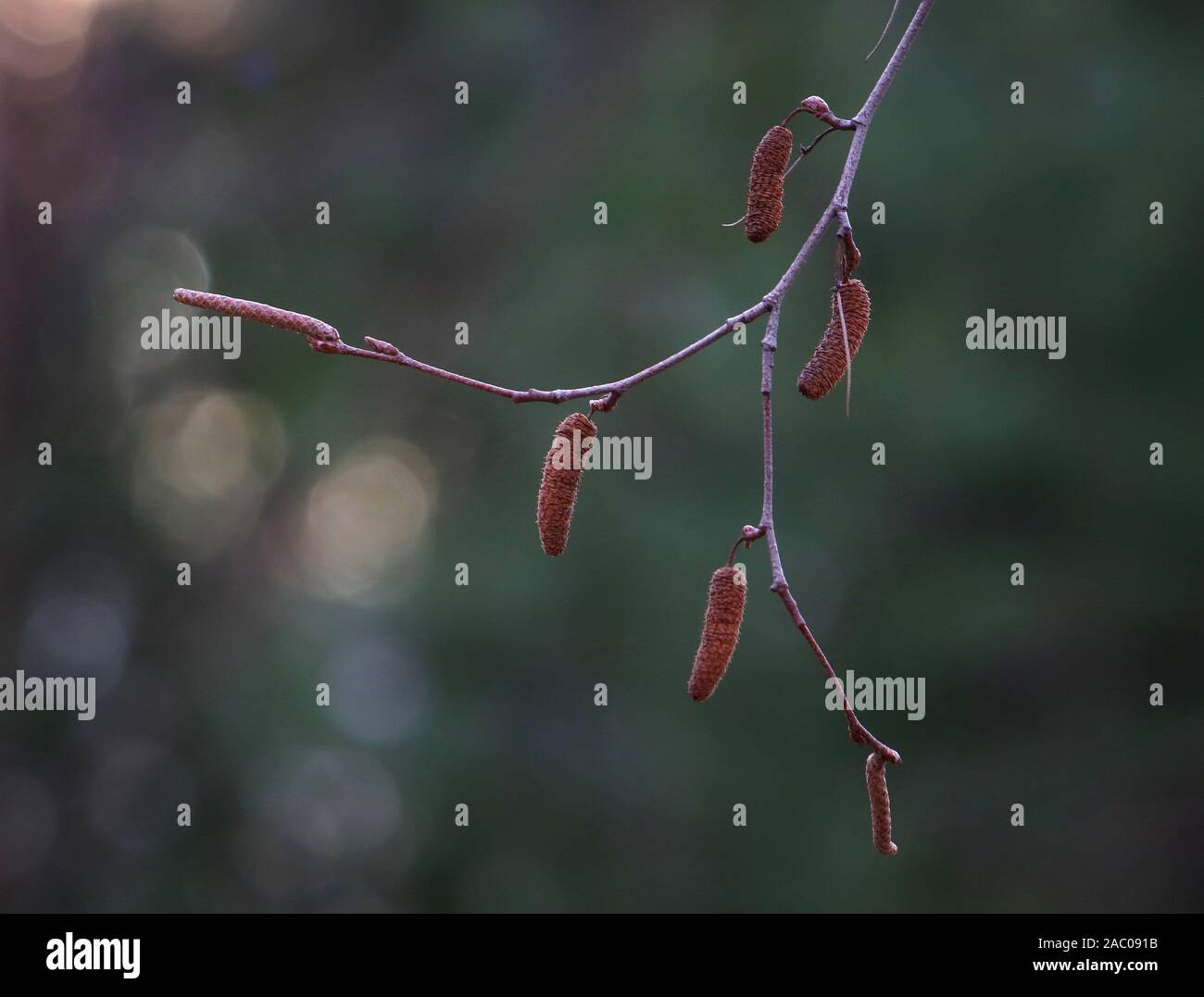 Gray Birch fruits with green bokeh background Stock Photo
