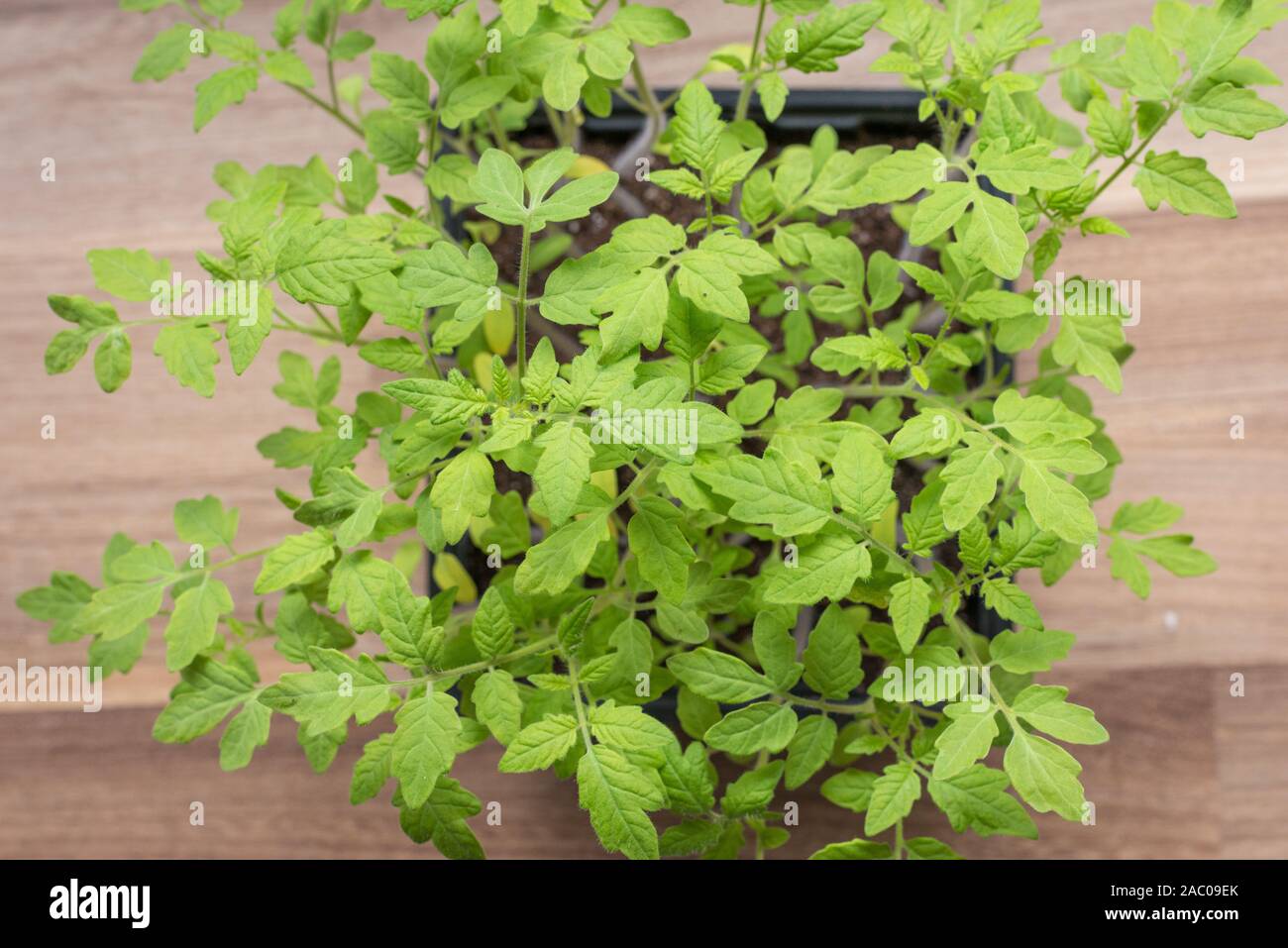 Tomato seedlings in pot from above Stock Photo