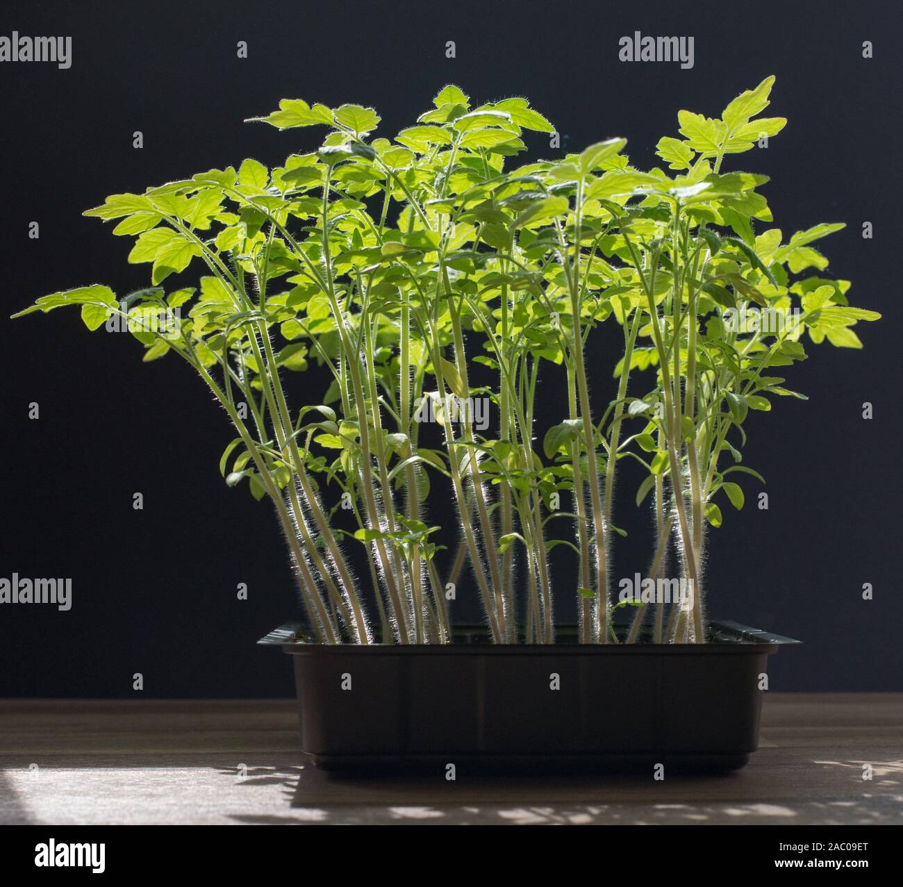 Tomato seedlings in pot with a black background Stock Photo