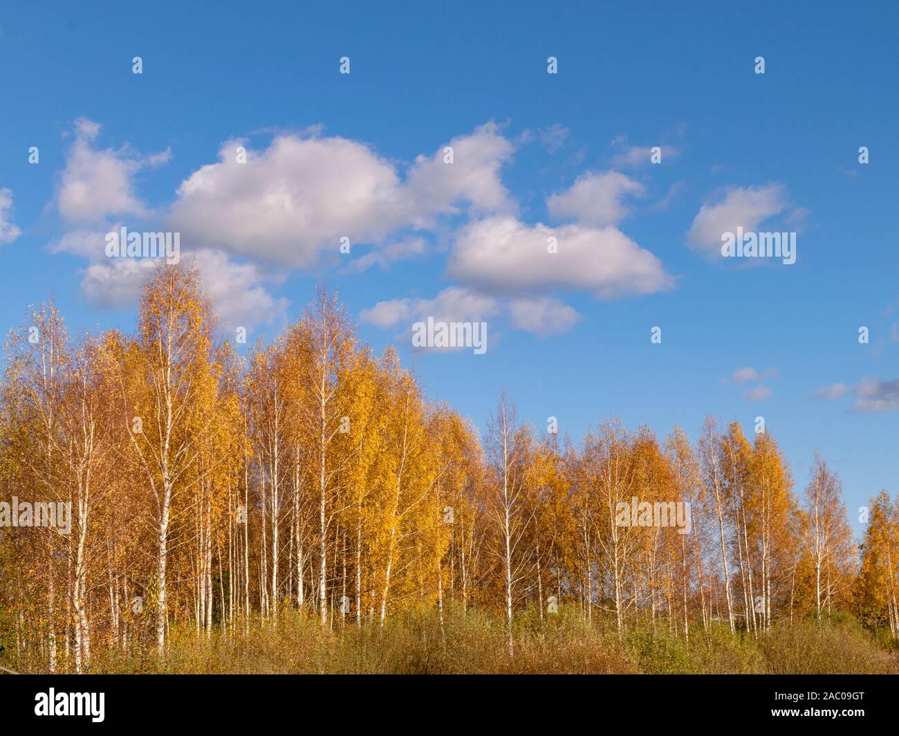 Autumn landscape with colorful trees Stock Photo - Alamy