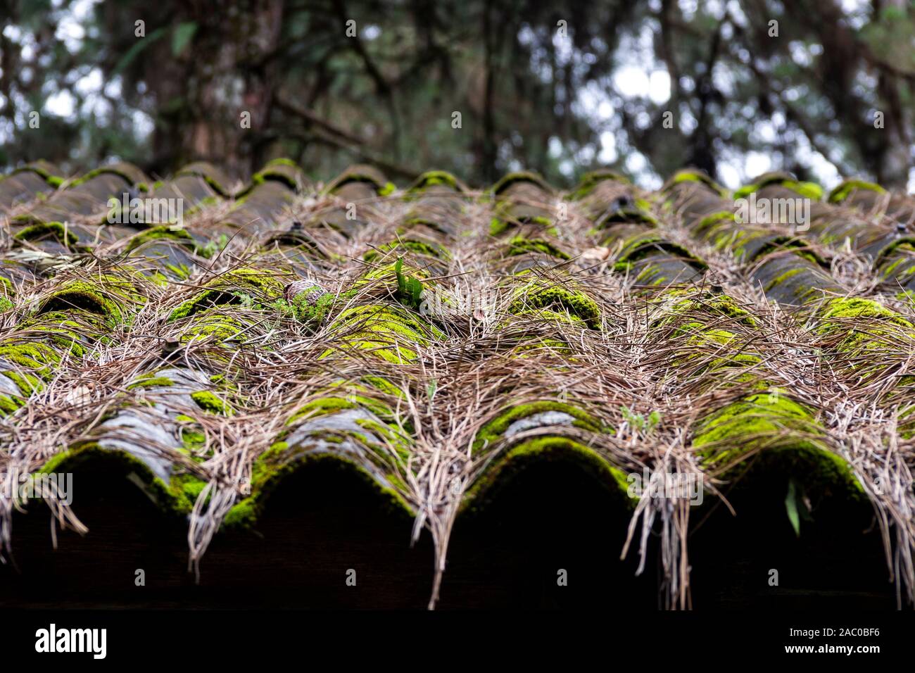 Ceramic roof tiles full of green moss and falling leaves Stock Photo ...