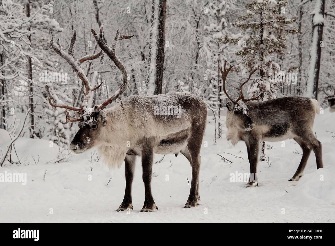 Finland, Inari- January 2019: Herd of Reindeer out in the wild Forrest Stock Photo