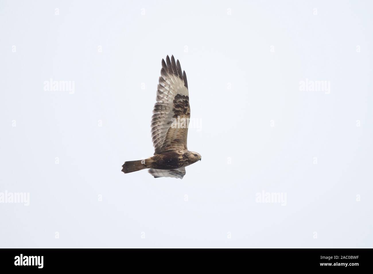 Rough-legged Buzzard (Buteo lagopus) Stock Photo